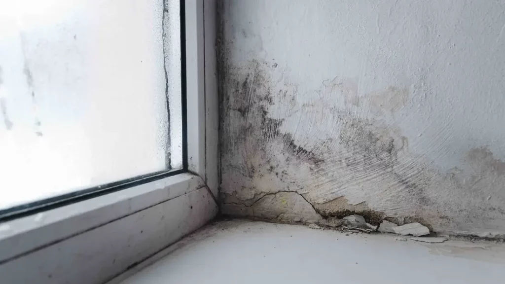 À quel point la moisissure est-elle dangereuse ?